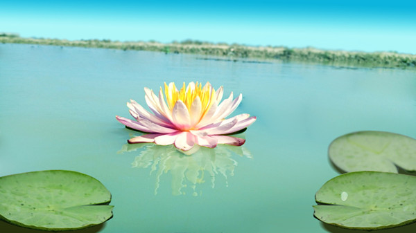 莲花图片99_副本.jpg